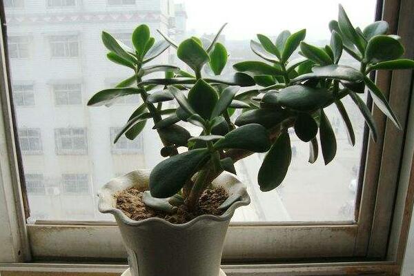 玉樹扦插生根最快方法(枝條扦插：生根快、成活率高)