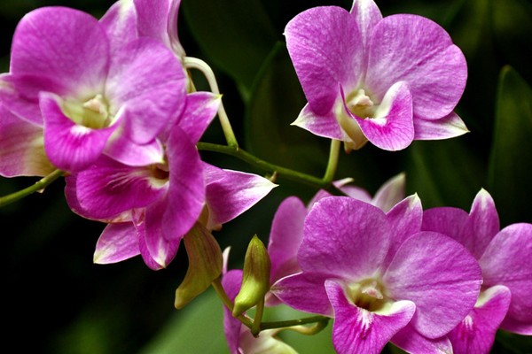 蝴蝶蘭怎么澆水多長時間一澆