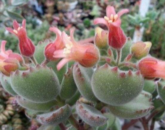 熊童子開花會死嗎，不會/適當遮陰、及時降溫