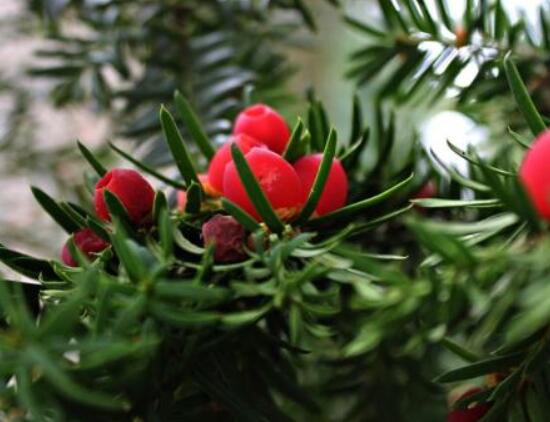 紅豆杉雌雄株怎樣分辨，教你最直觀簡(jiǎn)單三種分辨方法