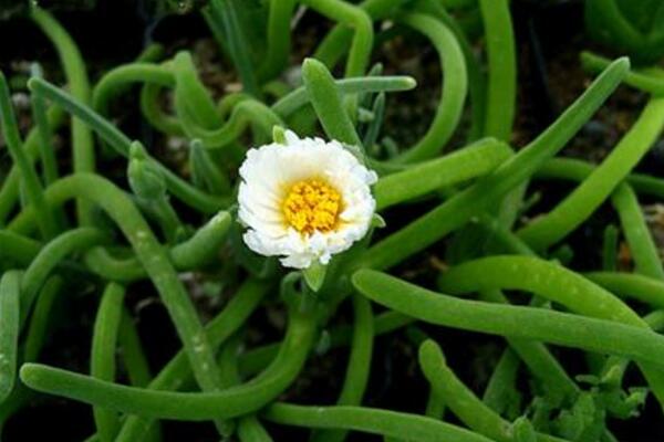 碧光環(huán)會開花嗎，會開/但開花難度較大