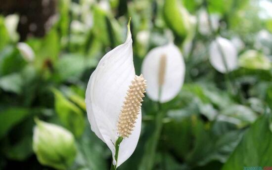 一帆風(fēng)順花語(yǔ)是什么，一帆風(fēng)順開(kāi)花的寓意