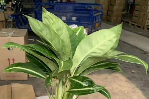 滴水觀音春天怎么養(yǎng)