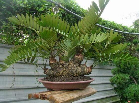 鐵樹有幾種，細(xì)數(shù)最好看的六大品種