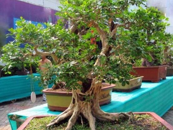 九里香剪枝后多久開花，春季修剪最佳/百天后花開爆盆