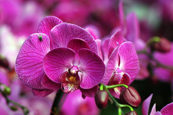 蝴蝶蘭的根部長側(cè)芽如何處理