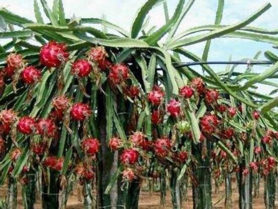 火龍果是仙人掌的果實(shí)嗎，兩種屬性絕然不同的植物