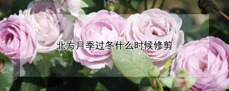 北方月季過(guò)冬什么時(shí)候修剪