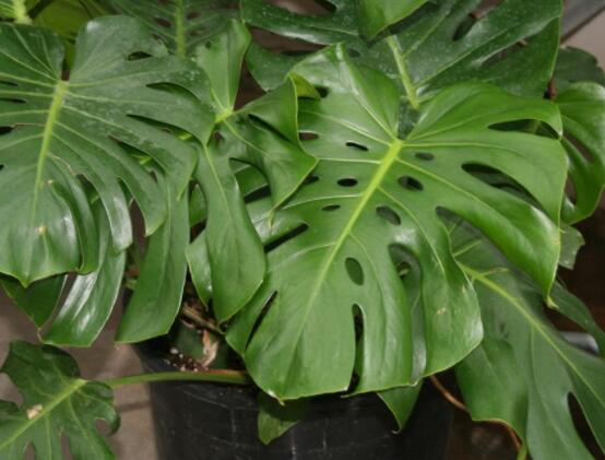 家里養(yǎng)龜背竹好嗎，吸收甲醛、凈化空氣、招財增壽