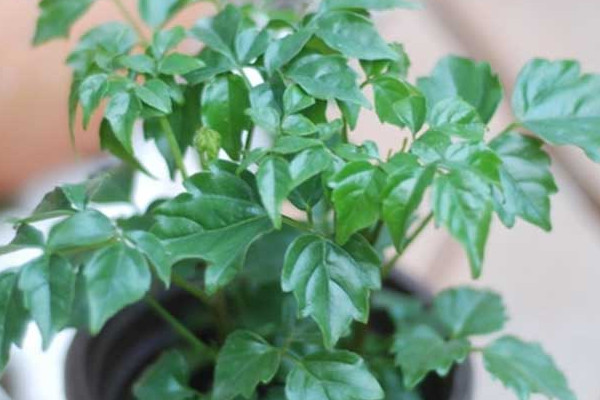 幸福樹葉子卷曲下垂怎么辦，適當(dāng)停止?jié)菜ＷC通風(fēng)