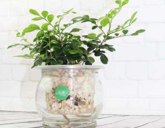 九里香可以水培嗎，九里香水培的養(yǎng)殖方法