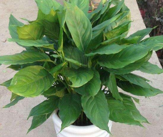 萬年青怎么繁殖，萬年青扦插方法圖解