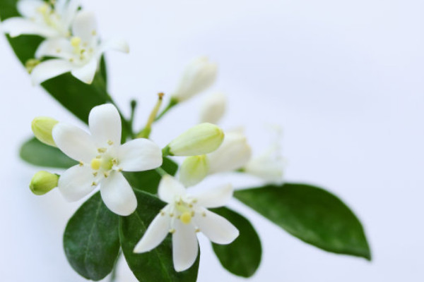 九里香冬季怎么養(yǎng)護