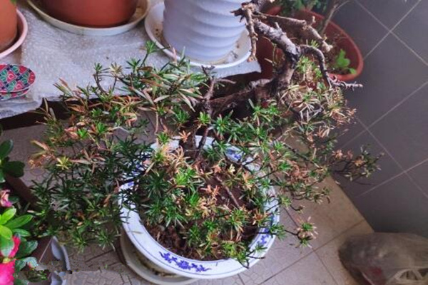 怎樣搶救干枯的羅漢松，分析問題的原因并及時補救