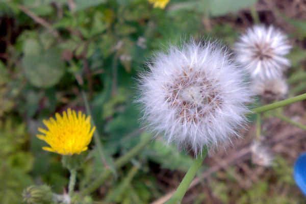 多裂蒲公英怎么養(yǎng)