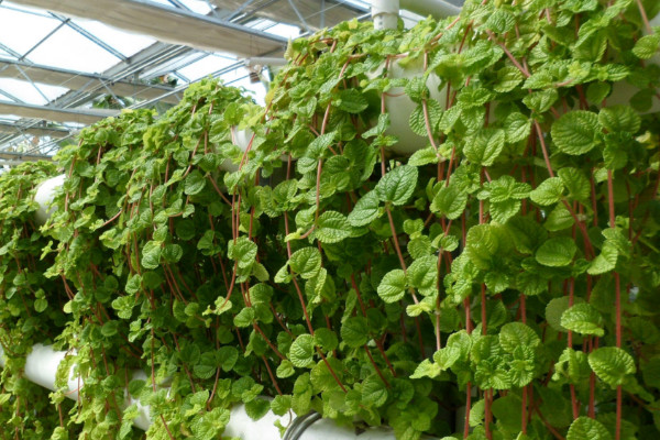 常春藤干枯了還會活嗎，對癥下藥就能重?zé)ɑ盍? src="/nongye/d/file/20201223/gtwrztut41q.jpg" / data-xC8Z="dj8CCE"></p>
<p data-J6BI="H9DiLd">
	常春藤干枯了還會活嗎，一般來說，只要干枯程度沒有嚴重到植根腐爛，那么，常春藤還是有機會存活的。具體是要看常春藤是因為哪種原因出現(xiàn)干枯現(xiàn)象，針對性的找到解決辦法，就能夠緩解干枯情況，讓常春藤恢復(fù)活力。</p>
<h2 data-SPll="HIC4Yo">
	2、光溫影響</h2>
<p data-2jpx="7wmT2x">
	<img alt=