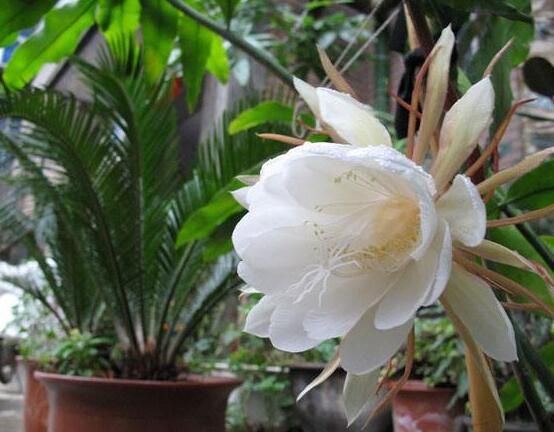 曇花的繁殖方法，盤(pán)點(diǎn)最常見(jiàn)的三種繁殖方法(扦插/播種/嫁接)