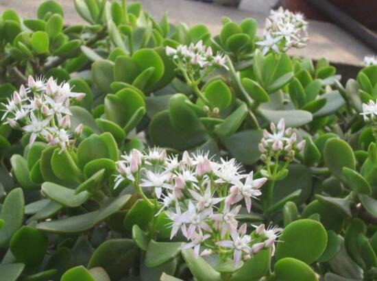 玉樹會(huì)開花嗎，玉樹開花的寓意是什么