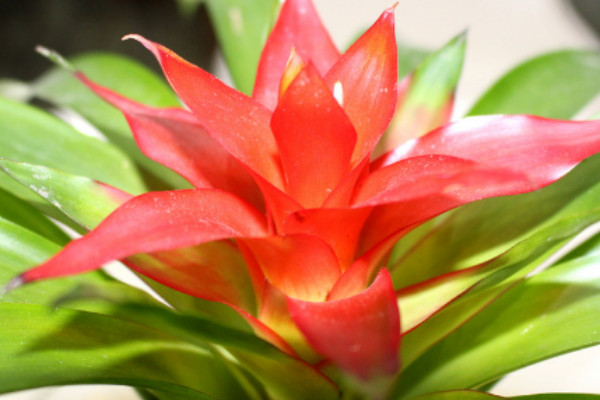 鴻運(yùn)當(dāng)頭的花期有多長