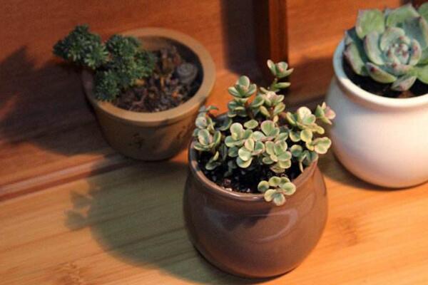 雅樂之舞放在哪里養(yǎng)好，放在這些位置才能滿足植株的生長