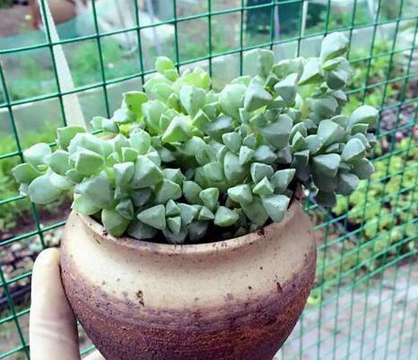 碧玉蓮如何度夏，最主要的是不要隨意澆水