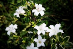 六月雪適合室內(nèi)養(yǎng)殖嗎，做好通風(fēng)可以養(yǎng)在室內(nèi)