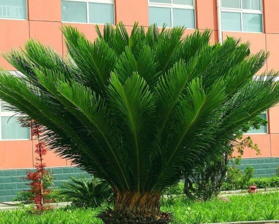 鐵樹葉片彎曲變形的原因和解決方法，教你三種最直觀有效措施