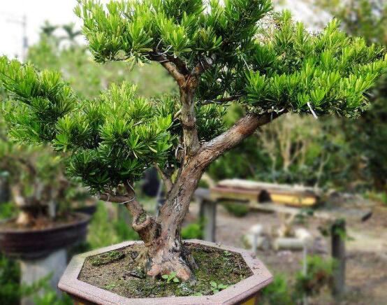 羅漢松盆景制作方法，教你五個(gè)基本步驟便可開(kāi)枝散葉
