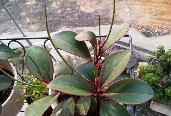 紫邊碧玉怎么養(yǎng)，七個基本方法教你養(yǎng)殖好