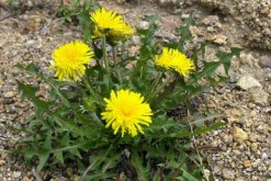 蒲公英和苦菜的區(qū)別，可以通過(guò)花、葉進(jìn)行區(qū)分