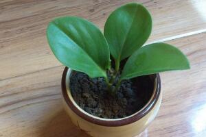 碧玉長高了怎么修剪，碧玉花的修剪方法圖解