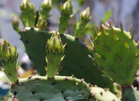 仙人掌變黃的原因是什么，四種原因以及解決方法