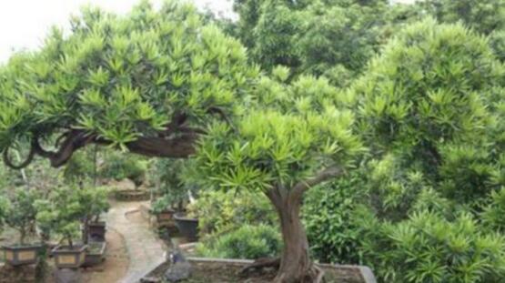 羅漢松品種，盤點(diǎn)羅漢松最珍貴的五大品種