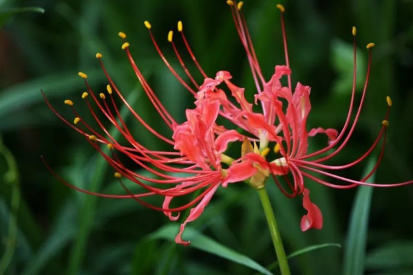 彼岸花葉子枯了是不是就要開(kāi)花了