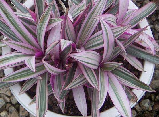 萬年青植物有幾種，盤點(diǎn)最令人欣賞的十大品種