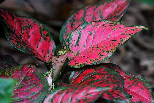 彩葉萬(wàn)年青的養(yǎng)殖方法