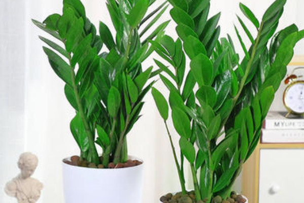 金錢(qián)樹(shù)夏天可以施肥嗎