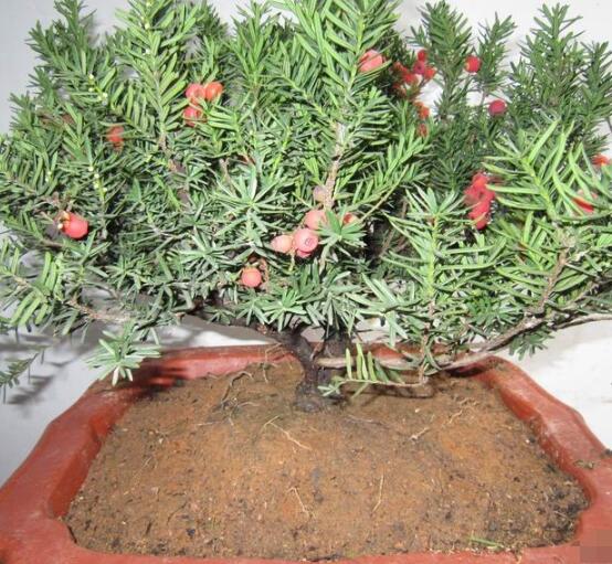 如何養(yǎng)紅豆杉，土壤要豐富營養(yǎng)/肥水相結(jié)合