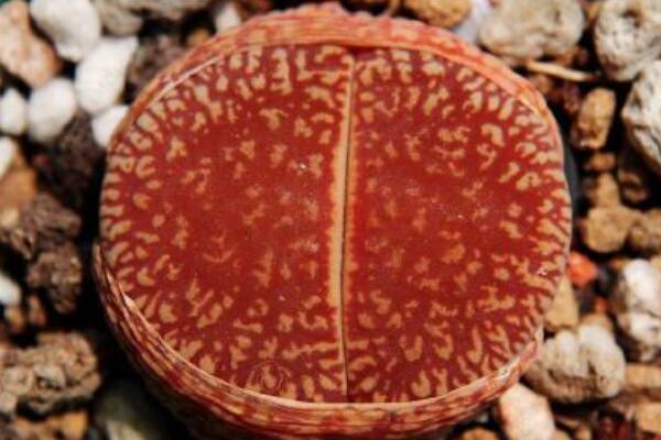 怎么辨認(rèn)生石花品種