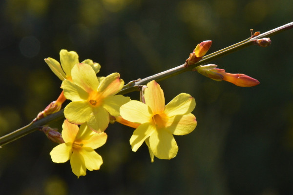 迎春花怎么養(yǎng)殖方法