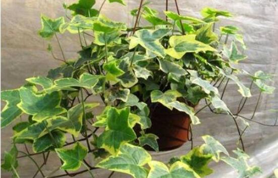 常青藤除甲醛嗎，每平方米可吸收甲醛1.48毫克