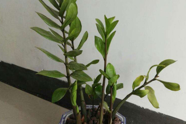 金錢樹秋季怎么養(yǎng)護(hù)