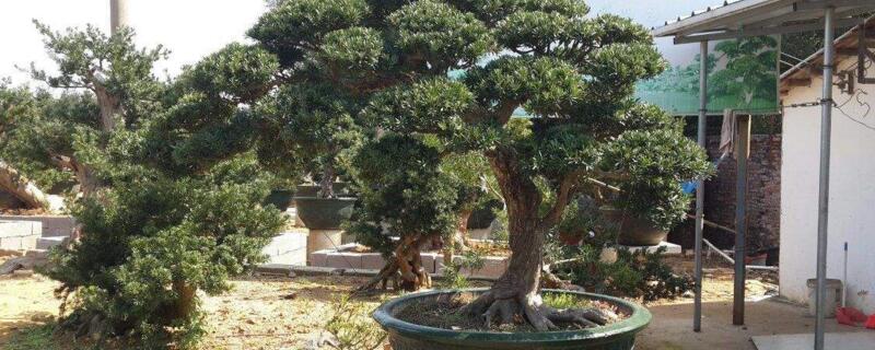 羅漢松的種植和養(yǎng)護(hù)