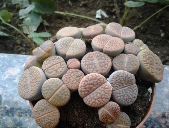 生石花用什么盆好，陶盆、泥瓦盆、紫砂盆任選其一(深盆)