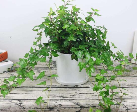 常春藤怎么養(yǎng)殖，盤點最簡單兩種養(yǎng)殖方法(土培和水培)