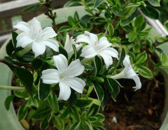 六月雪盆景造型方法，直乾式虬曲式懸崖式三種造型