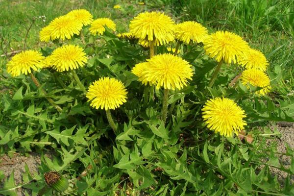 多裂蒲公英怎么養(yǎng)，5步教你養(yǎng)好多裂蒲公英