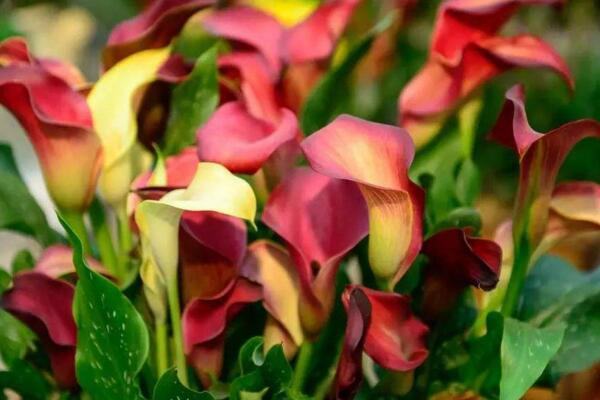 彩色馬蹄蓮為什么不能復(fù)花，復(fù)花難度大、管理方法不當(dāng)