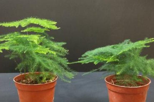 云竹葉子發(fā)黃怎么回事