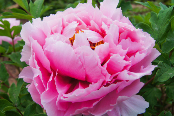 牡丹花什么時候開